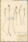Zephyranthes miradorensis
